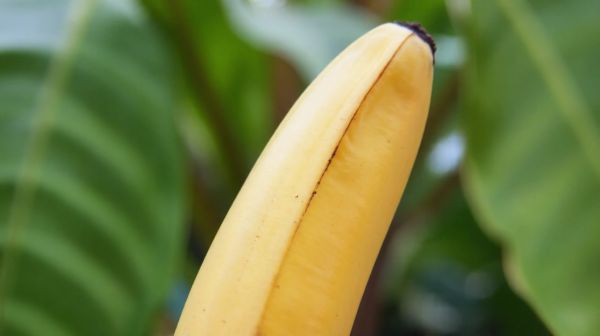 Découvrez les avantages des bananes étanches pour aventuriers
